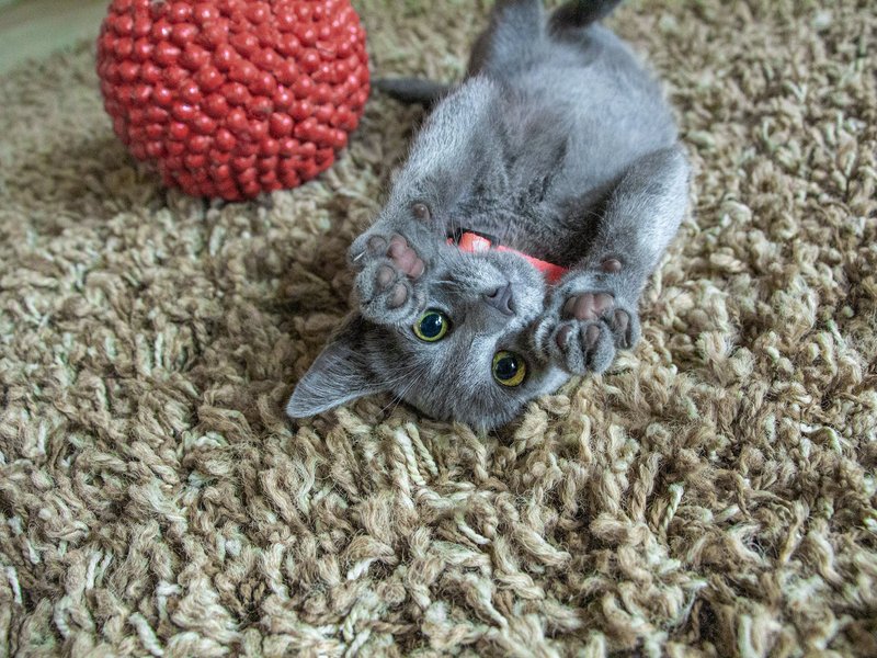 Grey kitting on a shag carpet