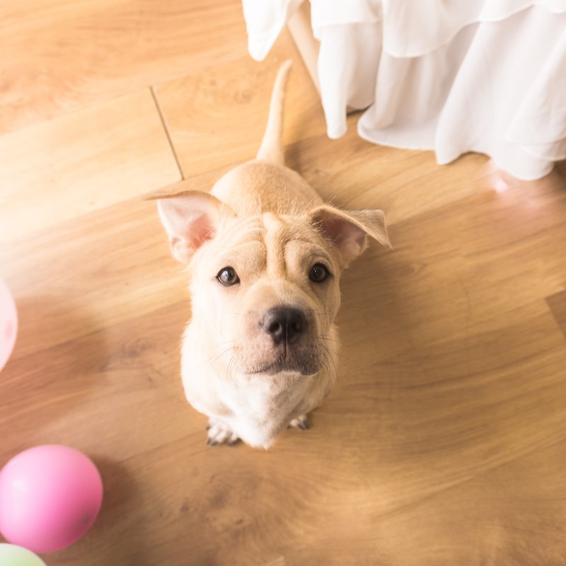 Pet friendly flooring in Phoenix AZ