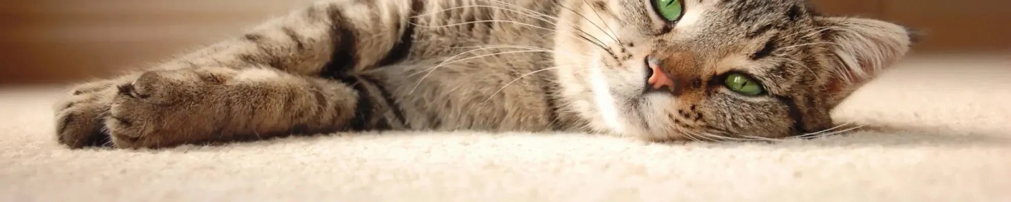 Cat relaxing on a durable carpet in Phoenix AZ